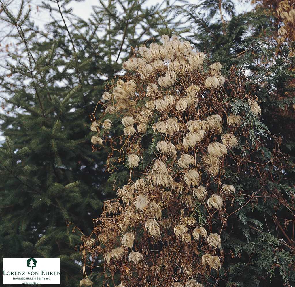clematis bill mackenzie,chinese clematis,oriental virgins bower,orange peel clematis ,کلماتیس شرقی، 